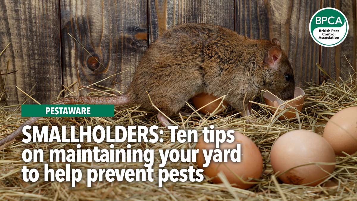 smallholderstipsforpreventingpestsbpcarats smallholderstipsforpreventingpestsbpcarats